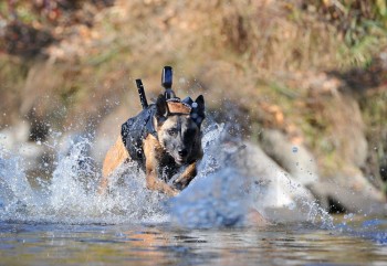 Military Working Dog (MWD) gives chase with bullet proof vest attached to a camera package on back. (PHOTO: Rebecca Frankel)